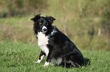 BORDER COLLIE 1521